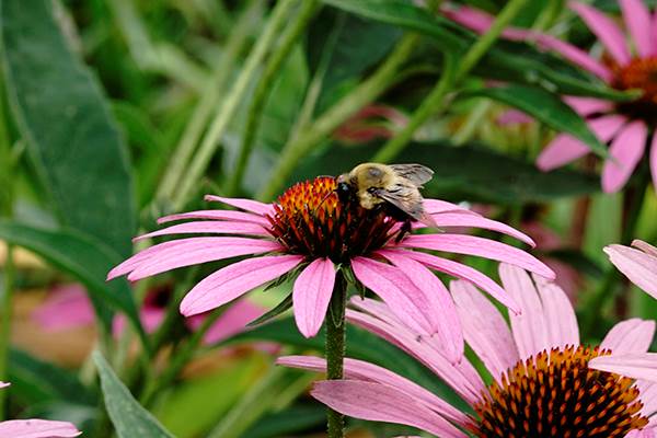 Bee pollinating a coneflower