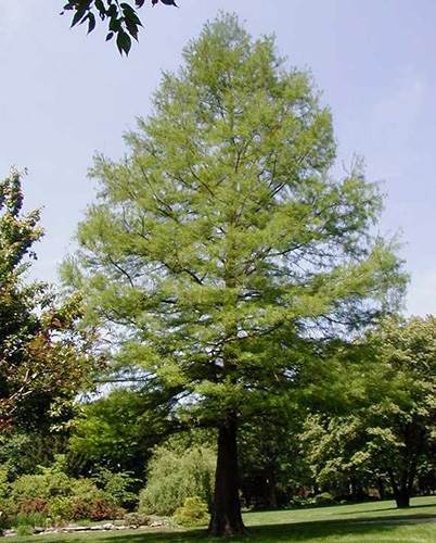 A photo of a large Bald Cypress tree