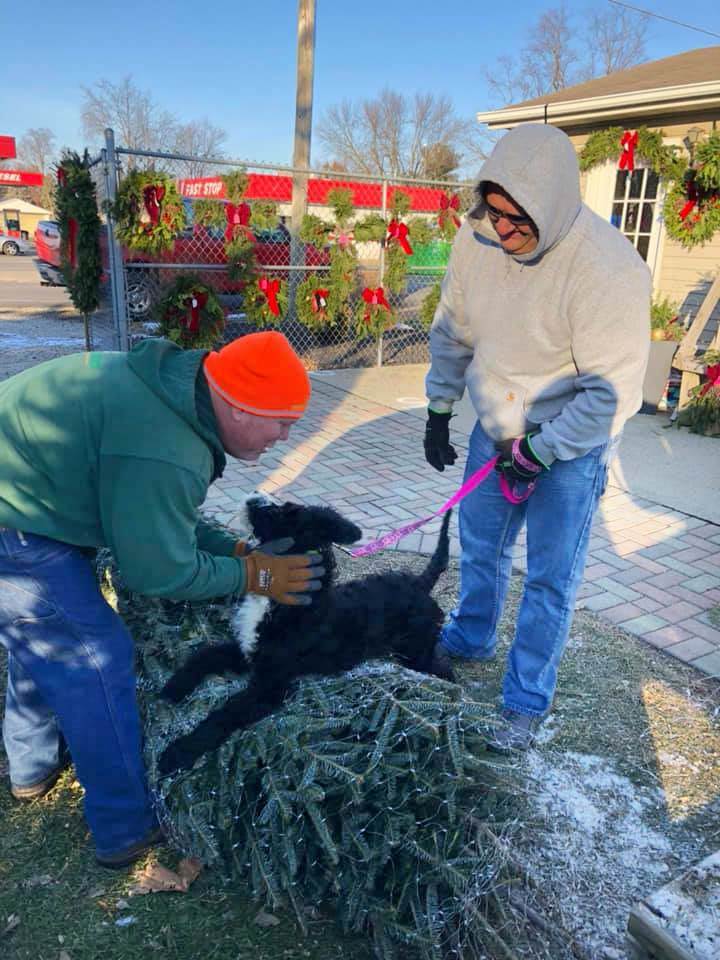 A man pets a furry black dog while shopping for a Christmas tree at Designer Landscapes.