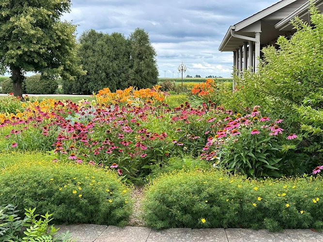 coreopsis, coneflowers and daylillies at Designer Landscapes