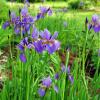 perennials (Iris Sibirica)