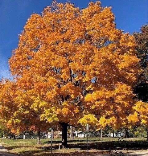 maple-tree.jpg