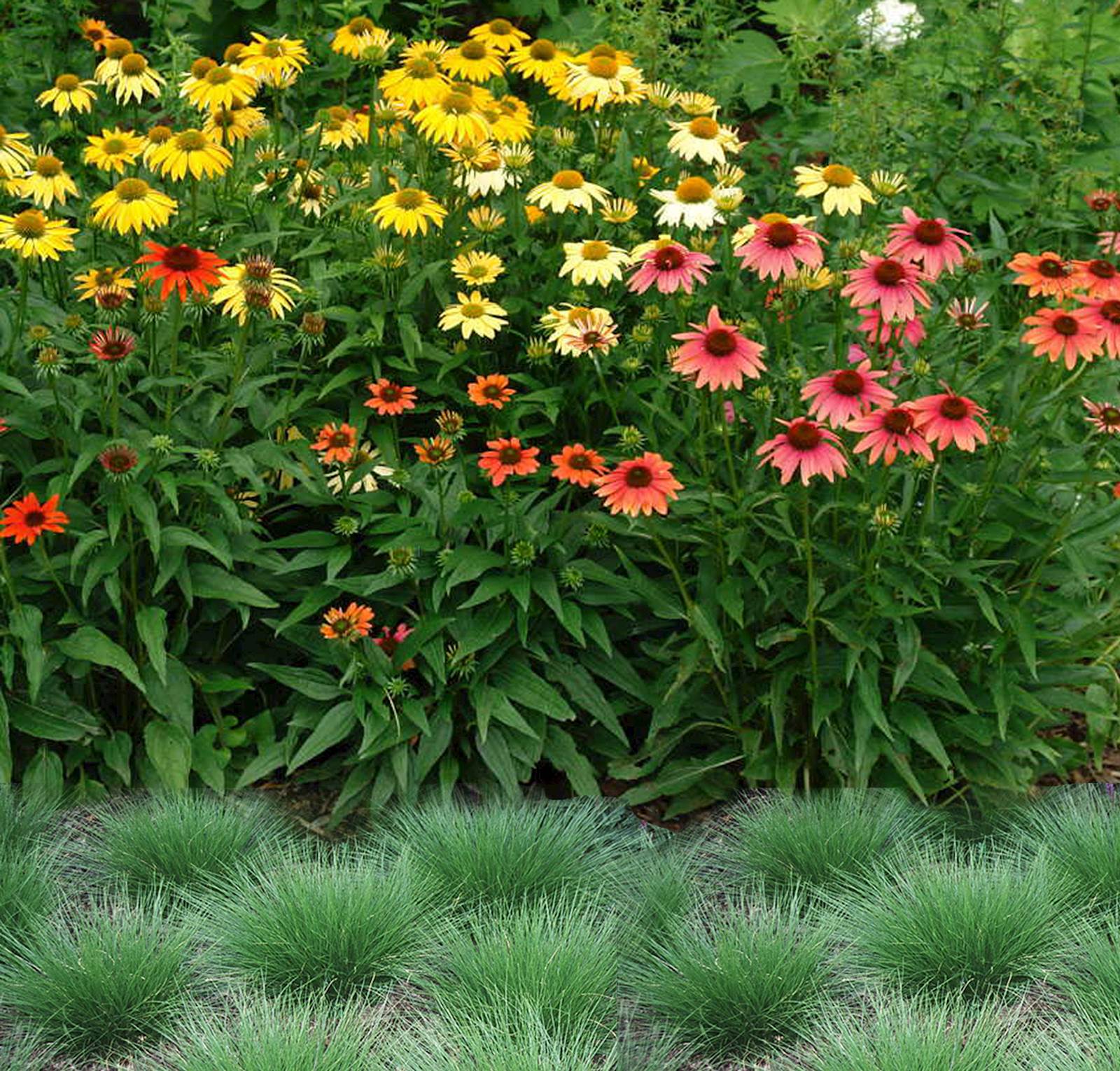 Coneflower and Dropseed work well together.