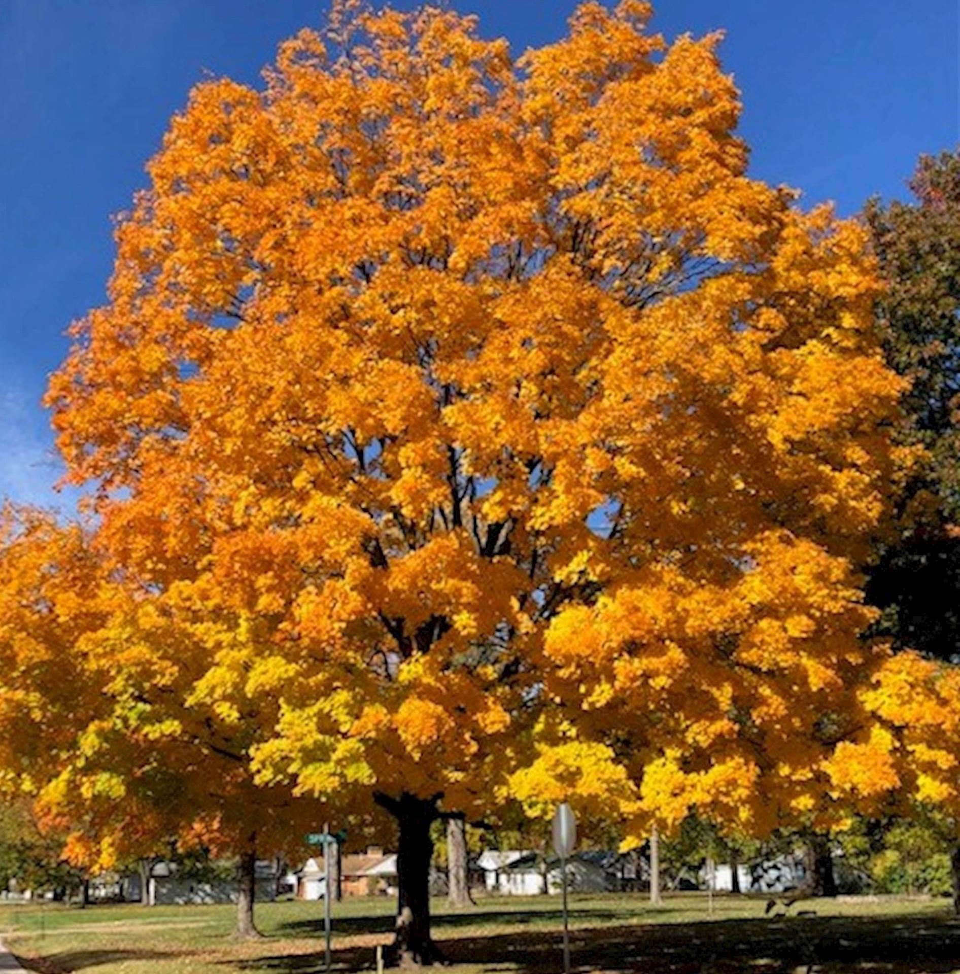 Photo of a large sugar maple tree in the fall with yellow and orange leaves