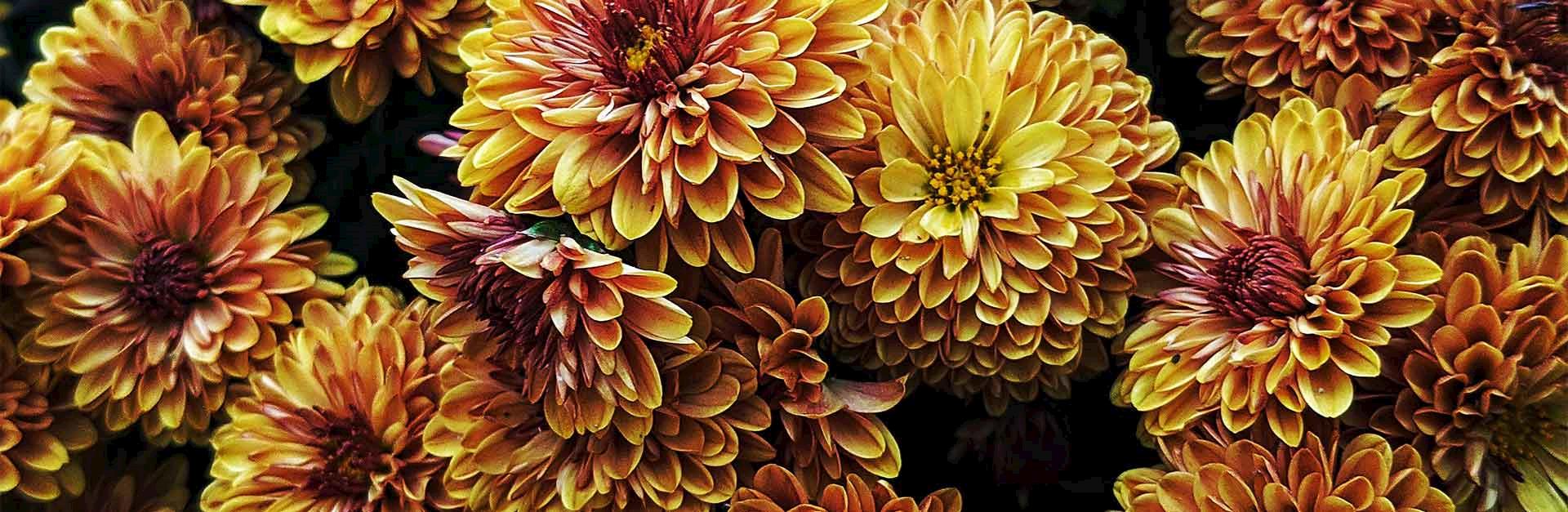 close-up of mums