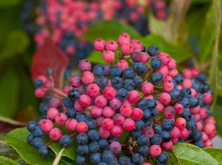 vanilla-strawberry hydrangea.jpg