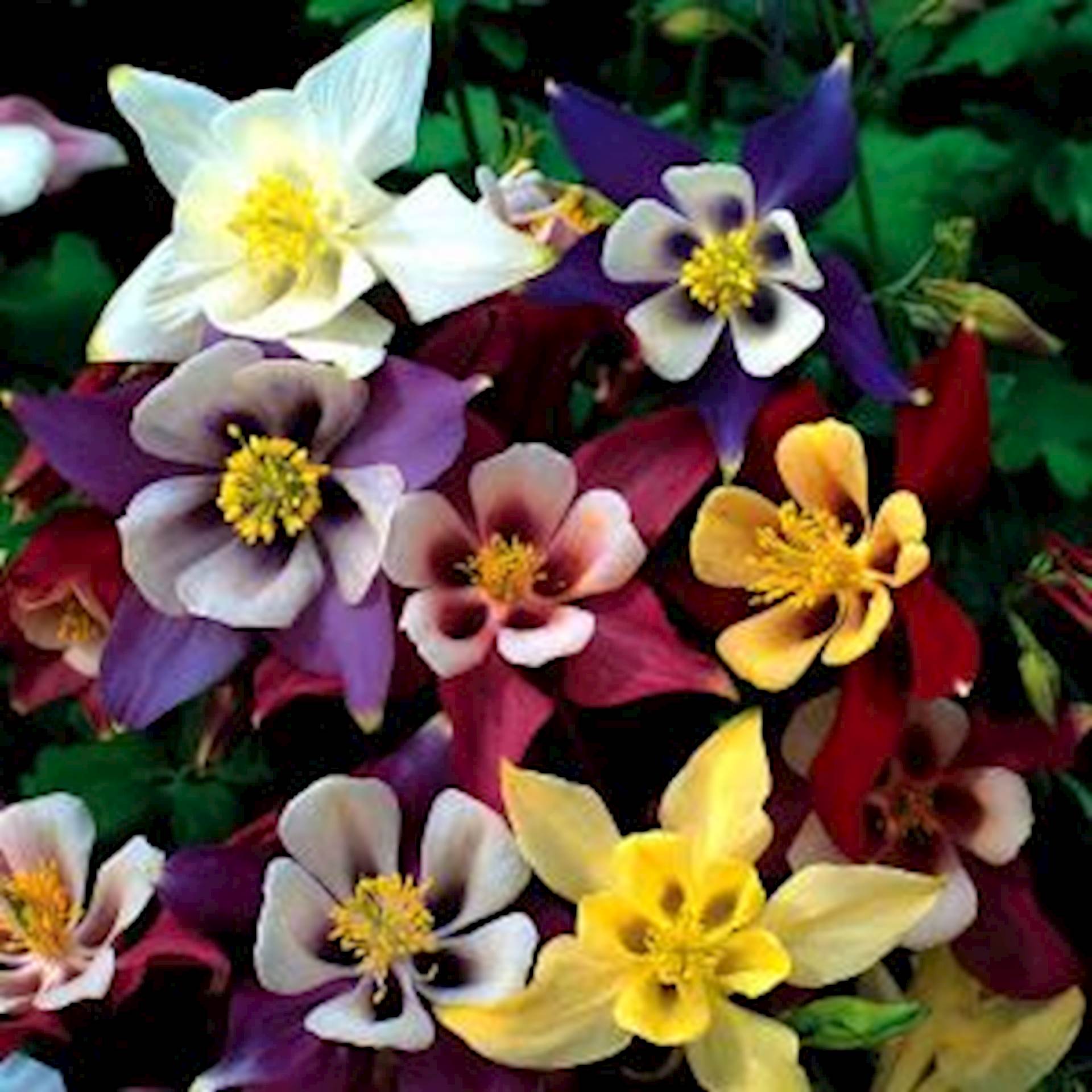 columbine