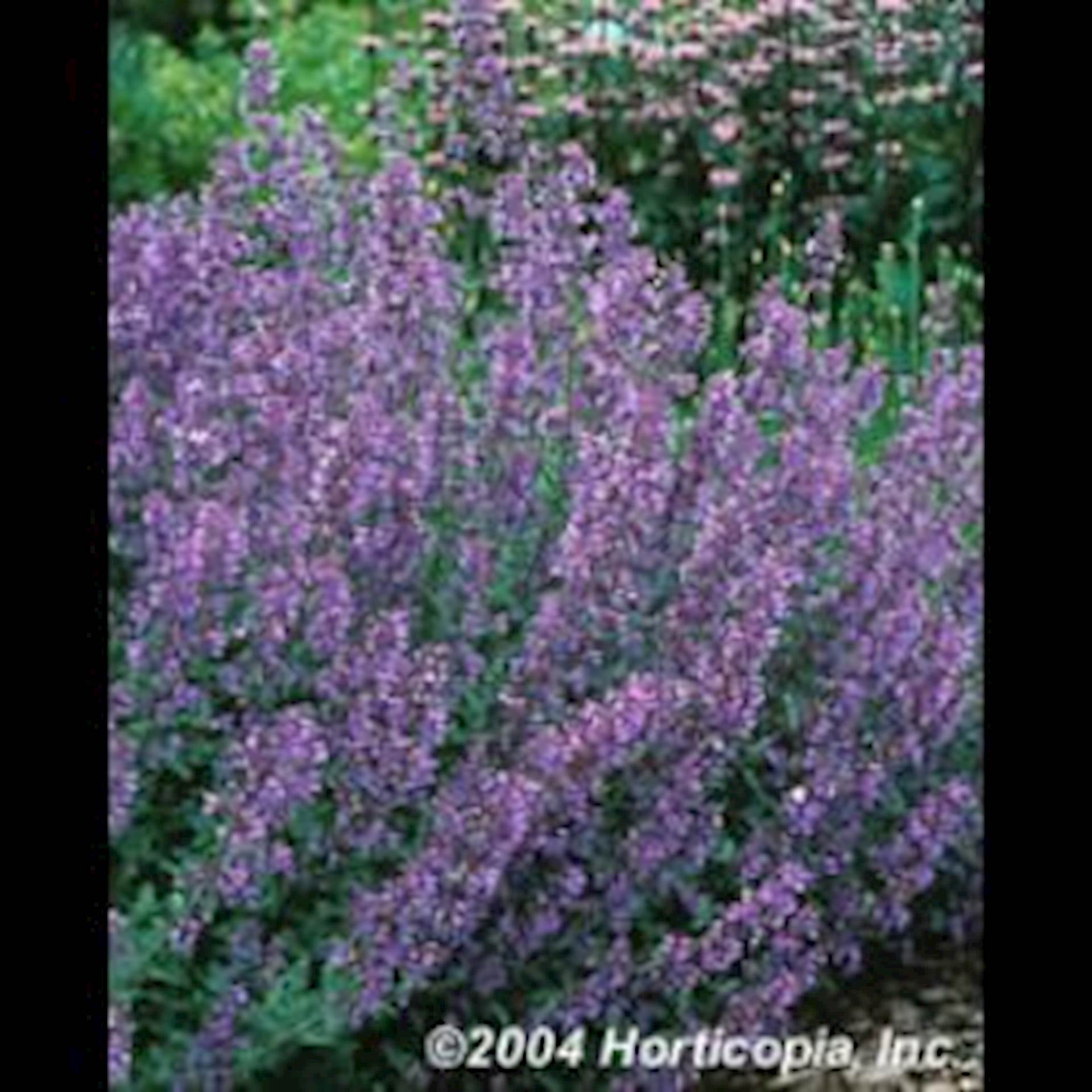 nepeta, catmint