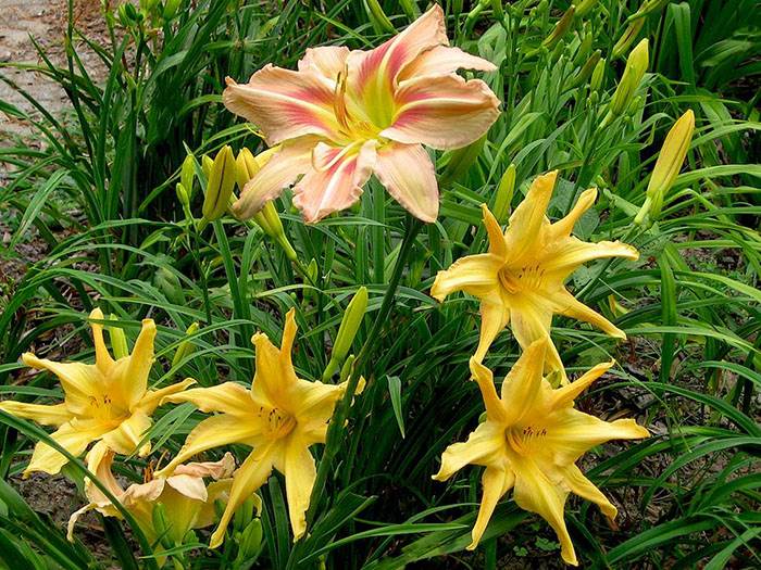 Daylilies