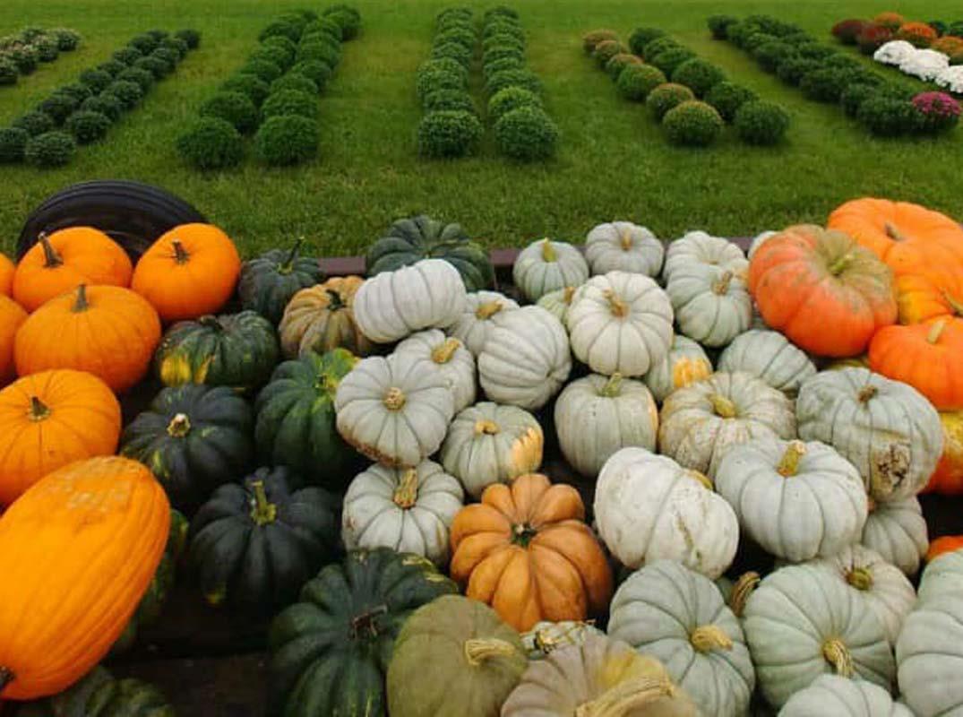 pumpkins and mums in a field