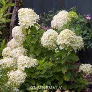 little limelight hydrangea