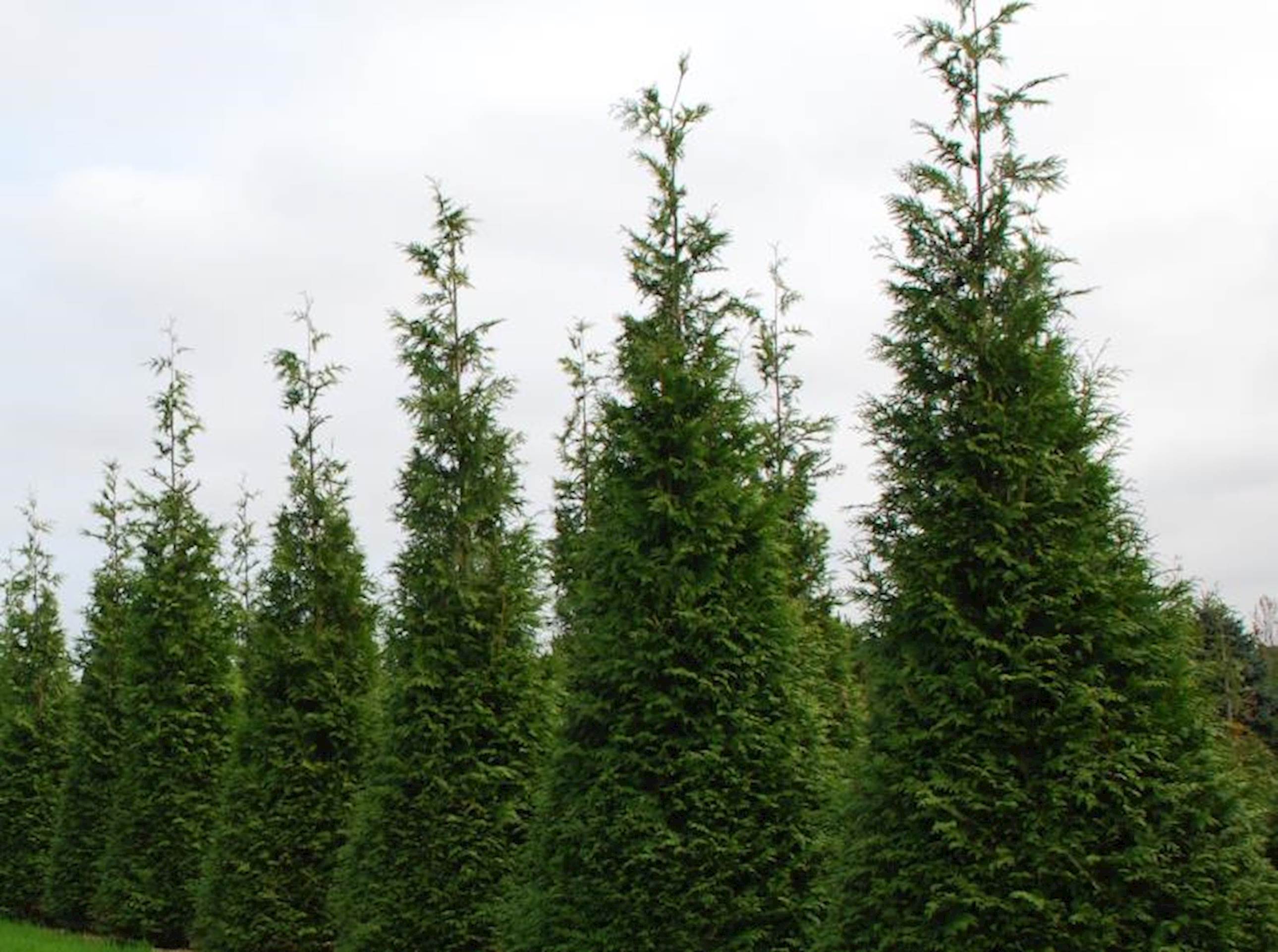 Photo of a line of evergreen trees