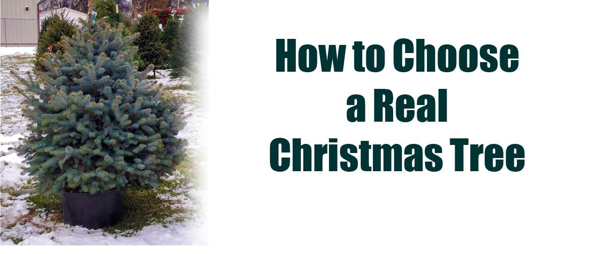 how to choose a real Christmas tree
