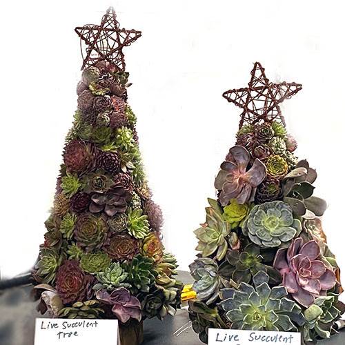 succulent trees