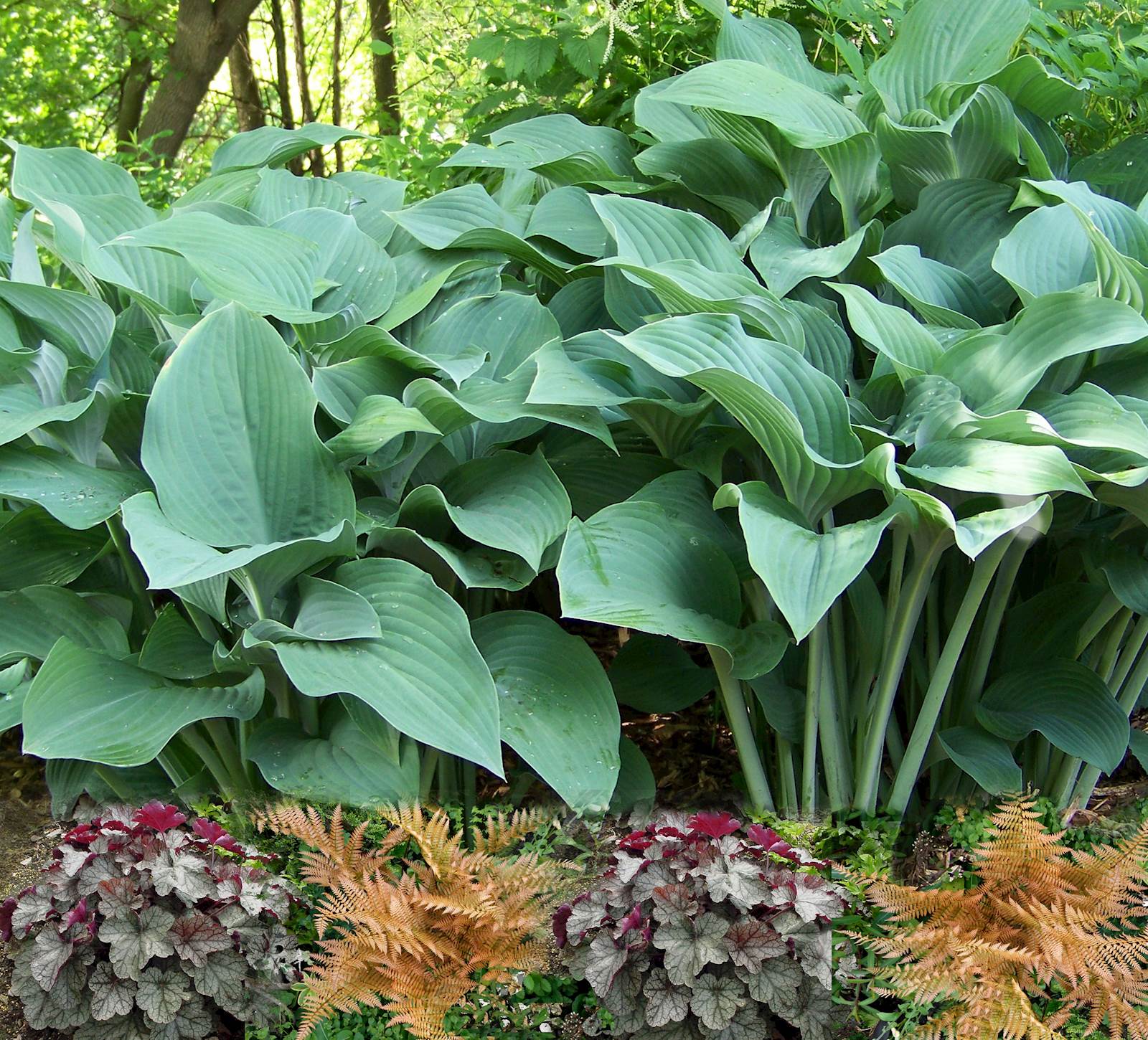 Combined image of hosta, coral bells, and ferns.