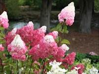 Vanilla Strawberry Hydrangea