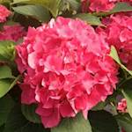 Fuschia Glow Hydrangea