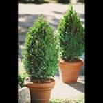 Boxwood2