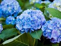 Nantucket Blue Hydrangea