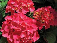 Red Sensation Hydrangea