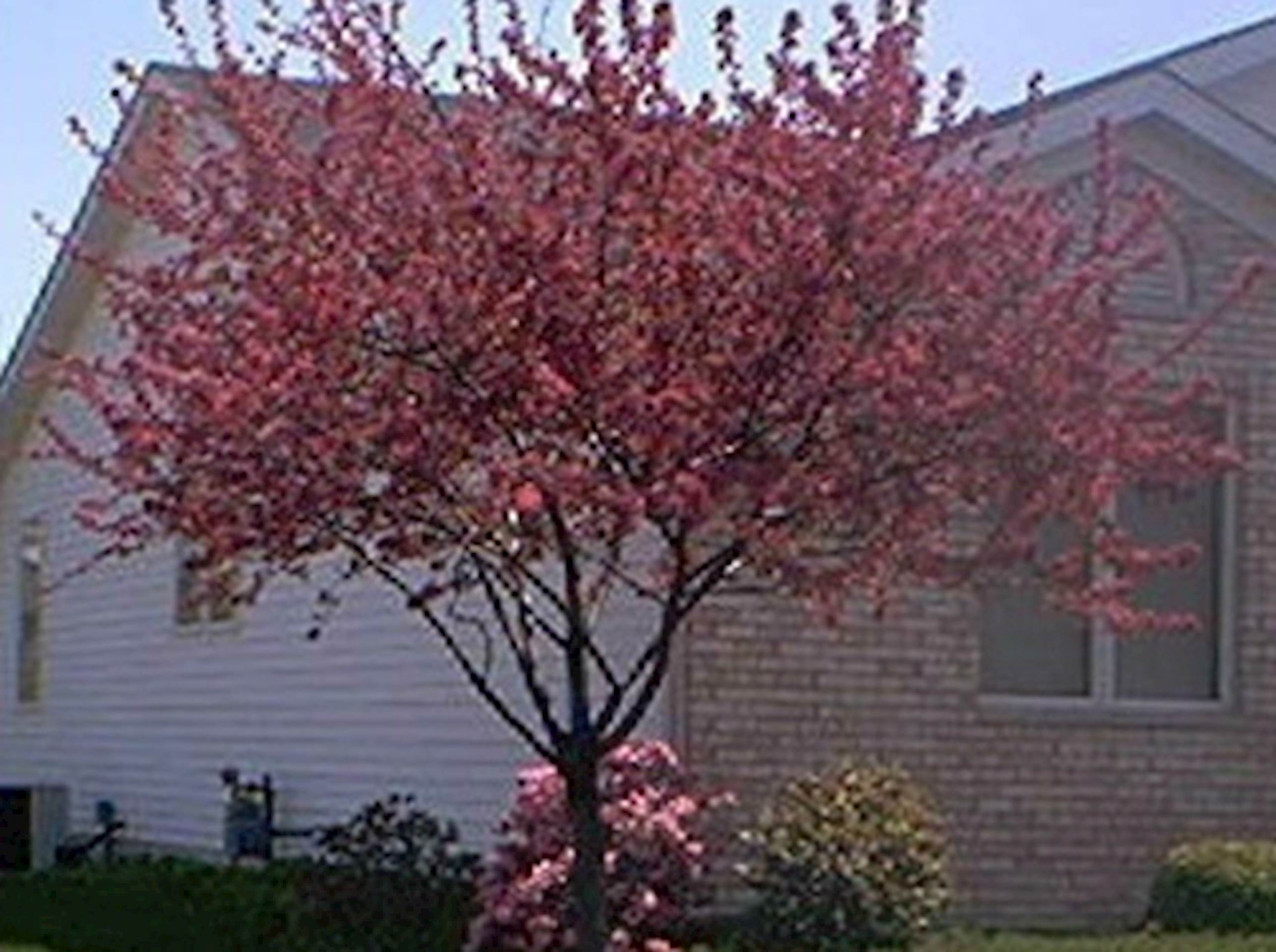 A photo of a flowering crab tree blossoming in the spring