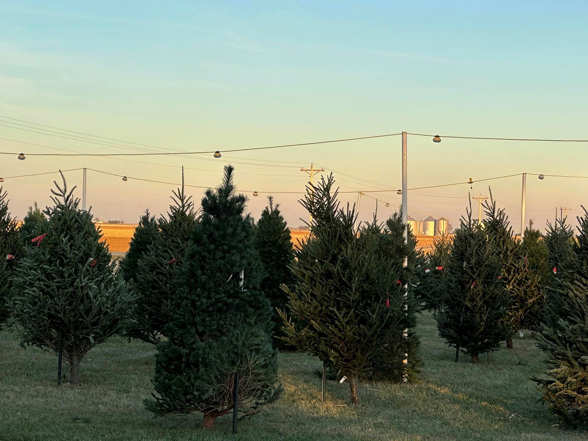 Five evergreen Christmas trees waiting to be purchased.