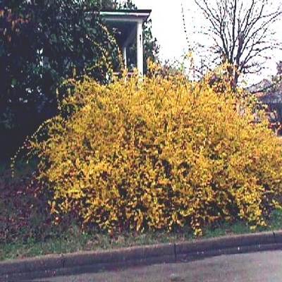 An overgrown yellow forsythia