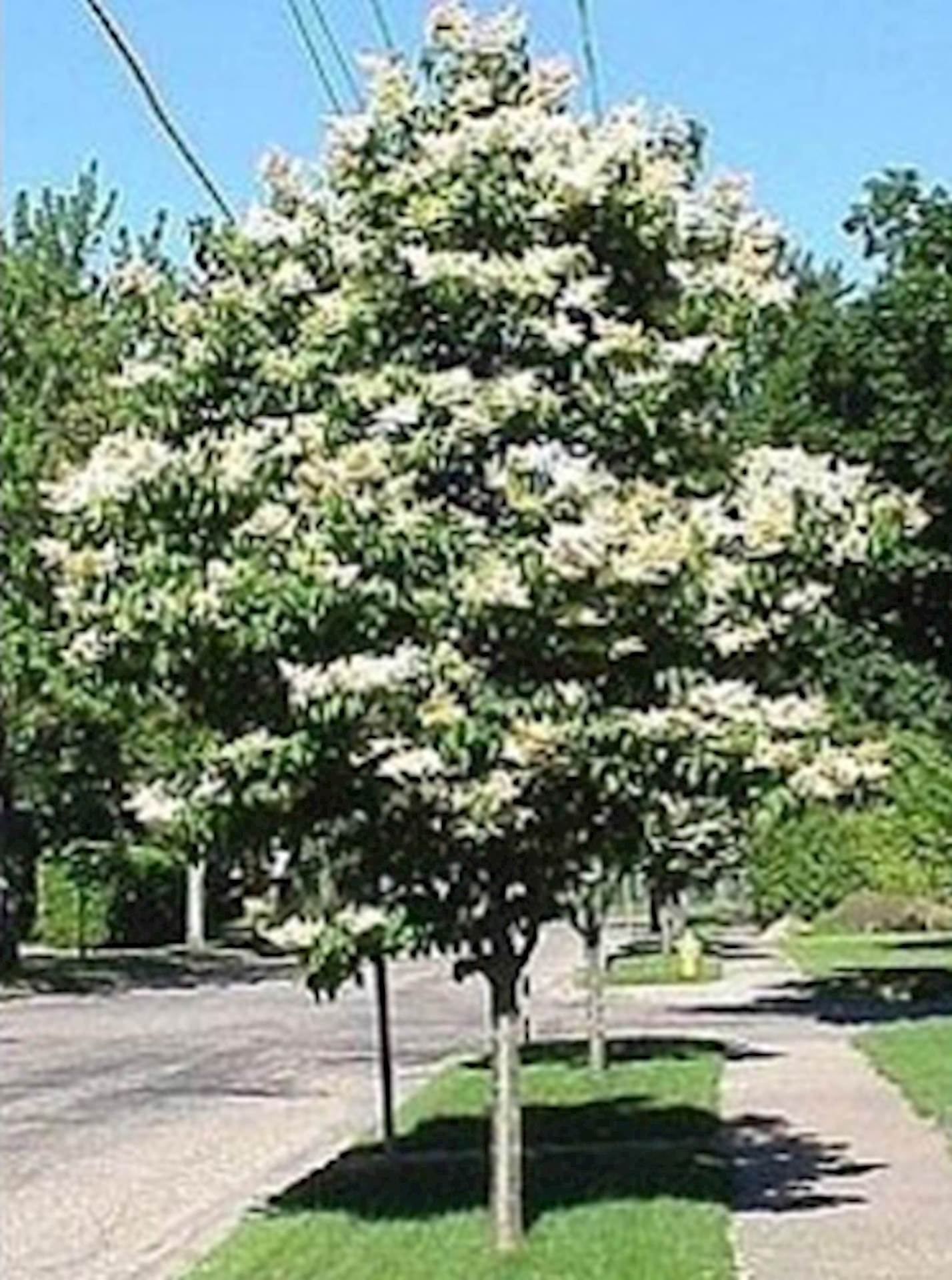 An ivory silk lilac tree blooming in the spring.