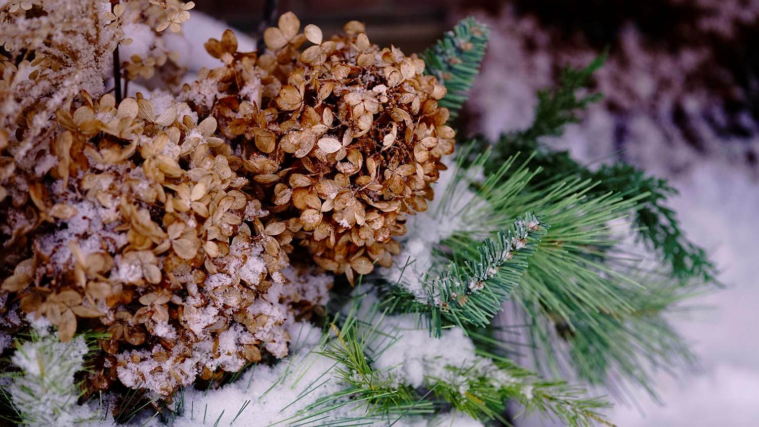 A closeup of dried hydrangeas in winter snow.