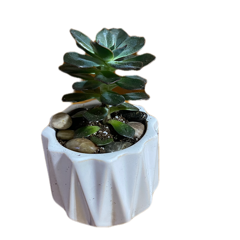 succulent-1.png
