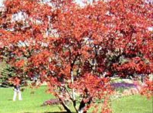 An Amur Maple tree