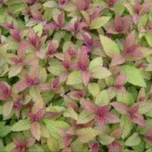 Magic Carpet Spirea