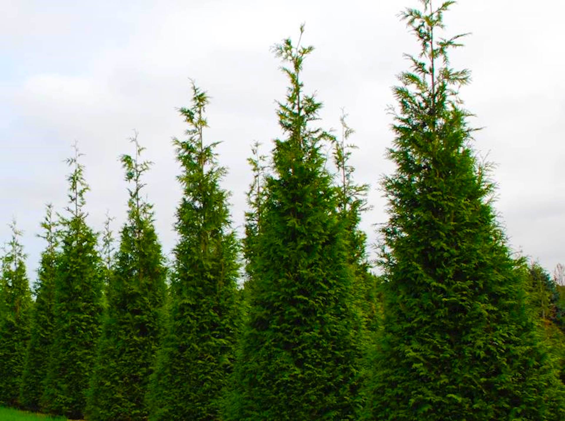 Arborvitae--Green-Giant.jpg