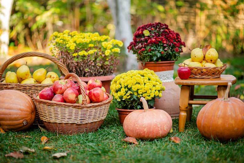 Fall scene with pumpkins, mums, hay bales, baskets