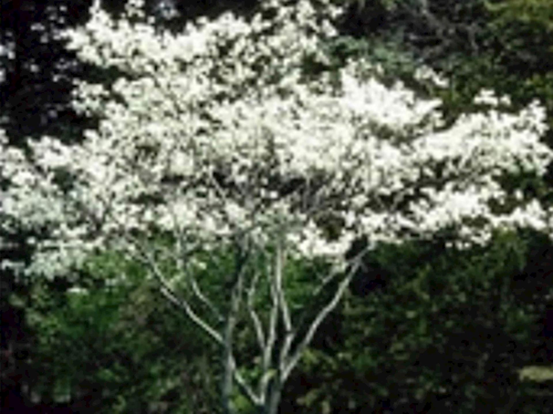 Photo of a white serviceberry tree