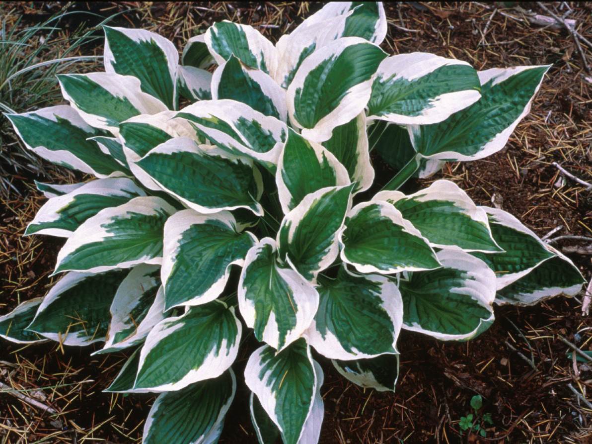 hosta