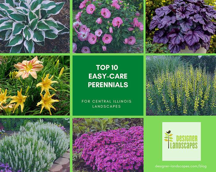 Top 10 Best Perennials For A Central Illinois Landscape Designer Landscapes