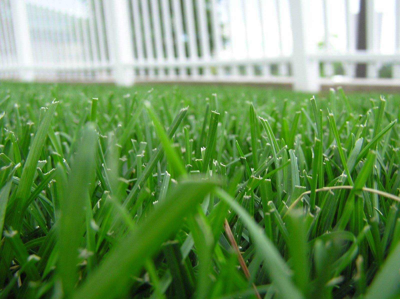grass photo: Free Images.com/Colin Smith