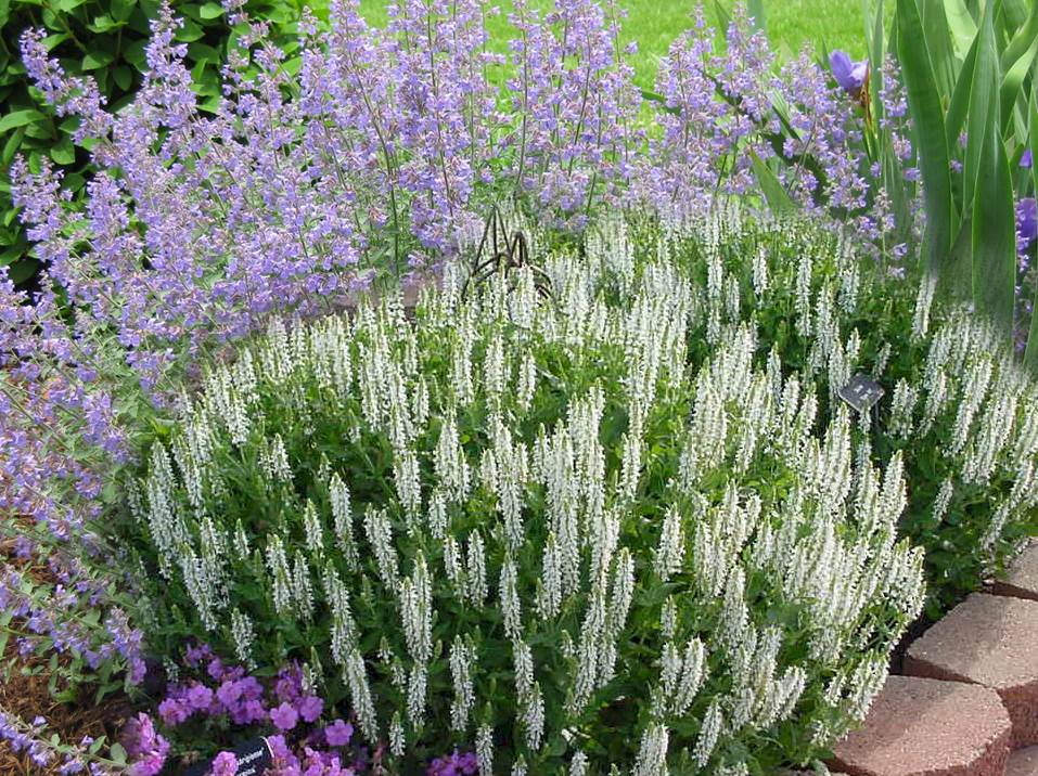 Combined image of Russian sage, Catmint, and Salvia