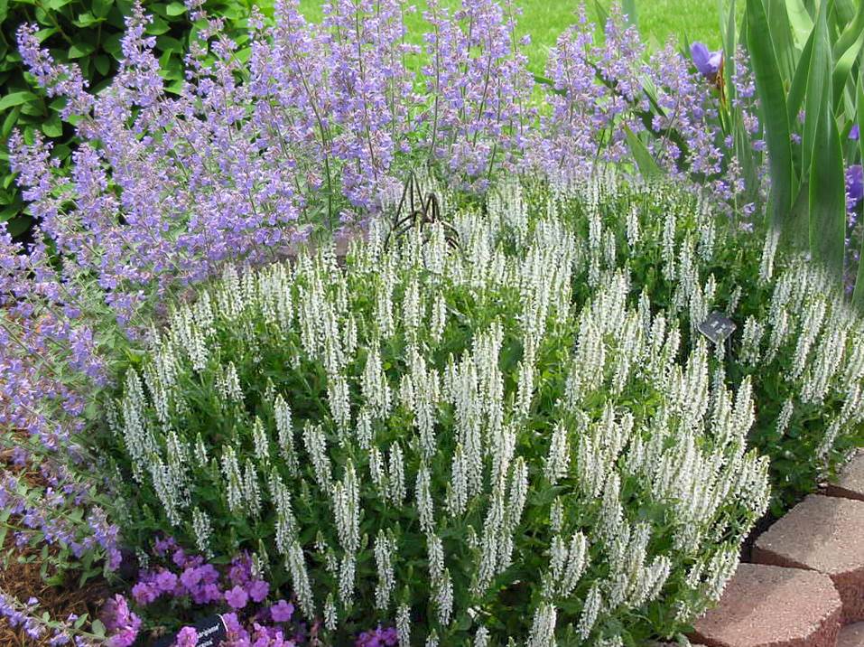 Image of Lavender companion plant for lemon coral sedum