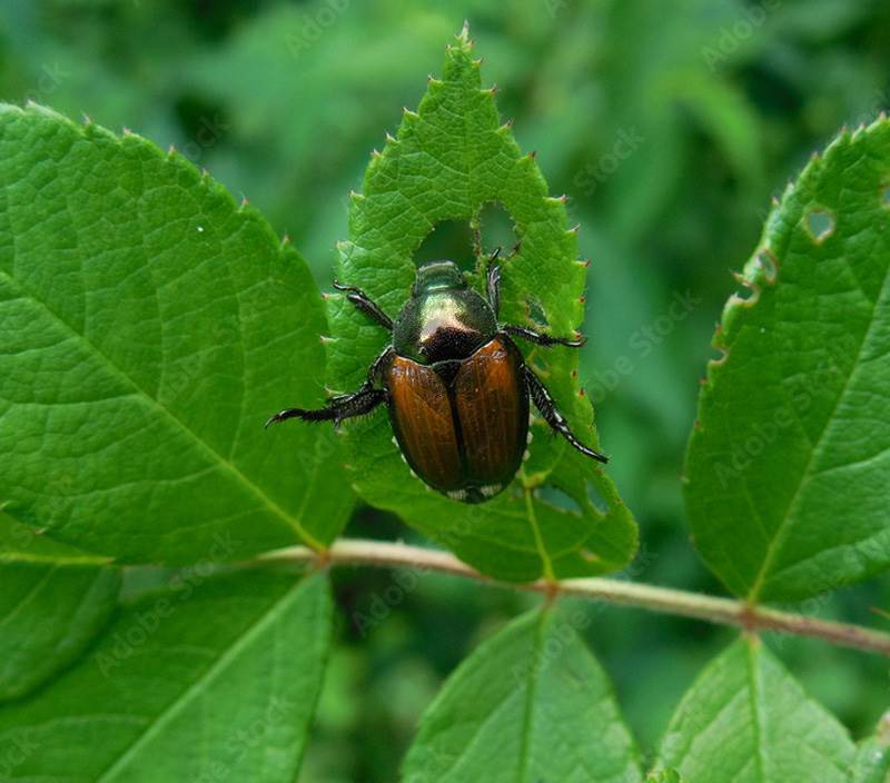 img-lawn-services-japanese-beetles