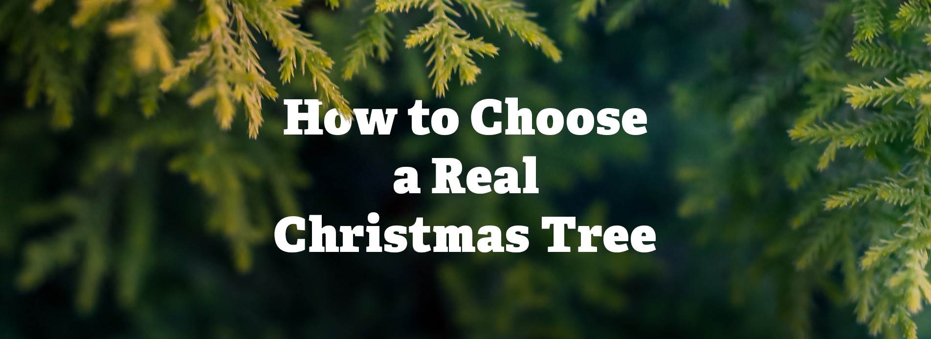 img-blog-christmas-trees-main