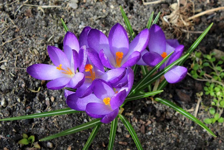 crocus-3287048_1920.jpg