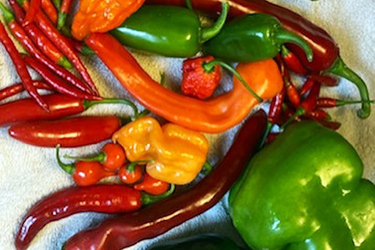 peppers copy.jpg