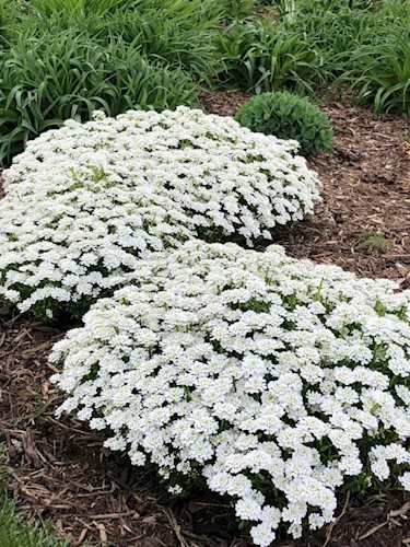 white flowers evergreen candytuft