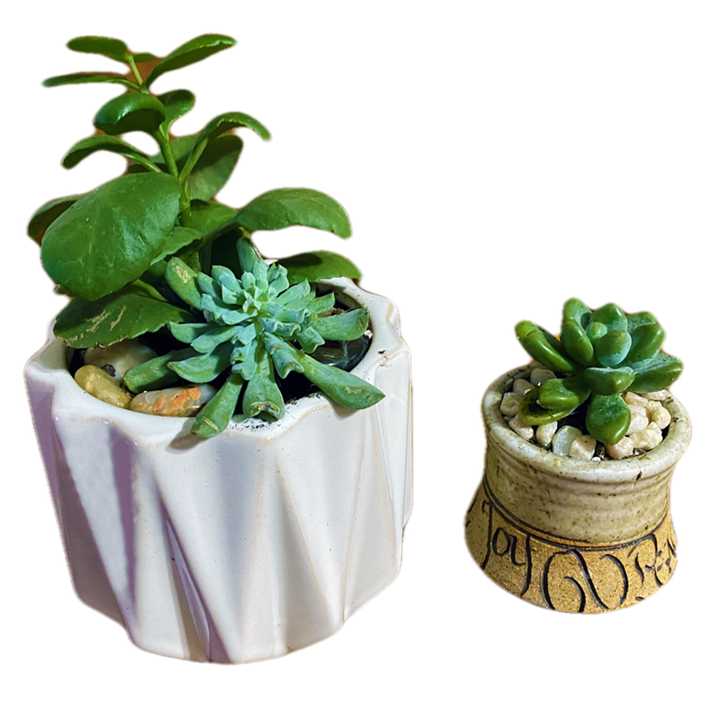 2-succulents.png