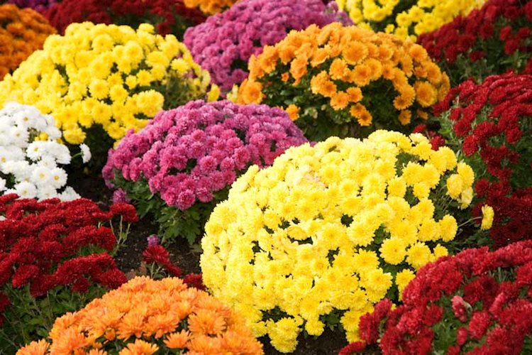 yellow mums, orange mums, purple mums, red mums