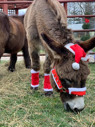 Donkey wears a Santa hat and accessories