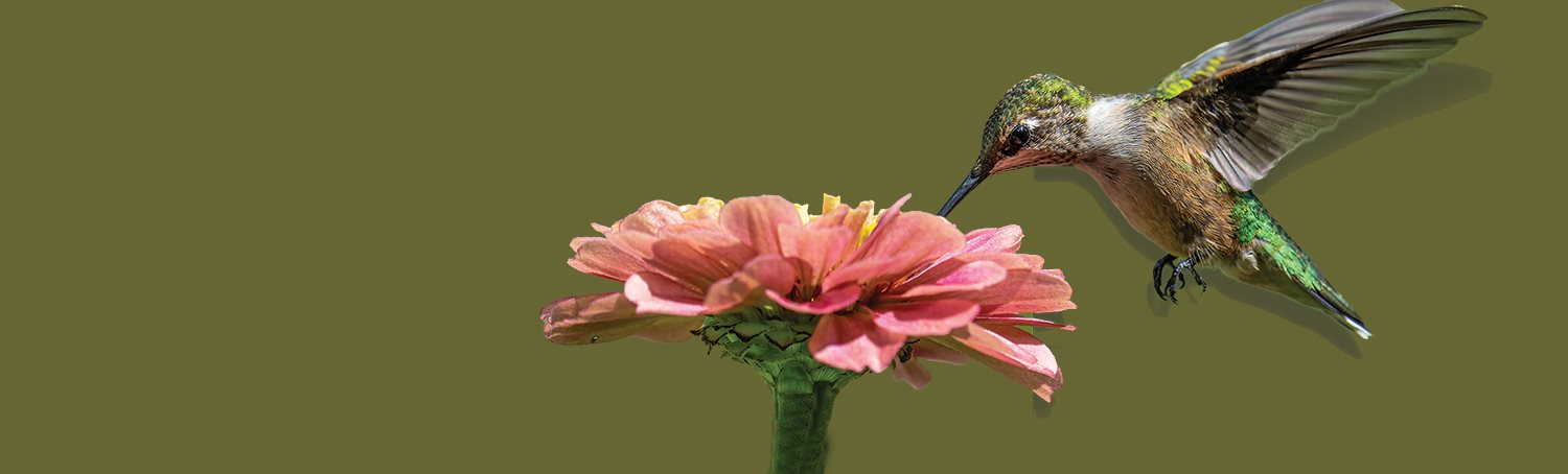 Hummingbird Header - FINAL FB.jpg