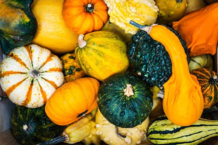 Mini pumpkins,orange, white and green, and gourds